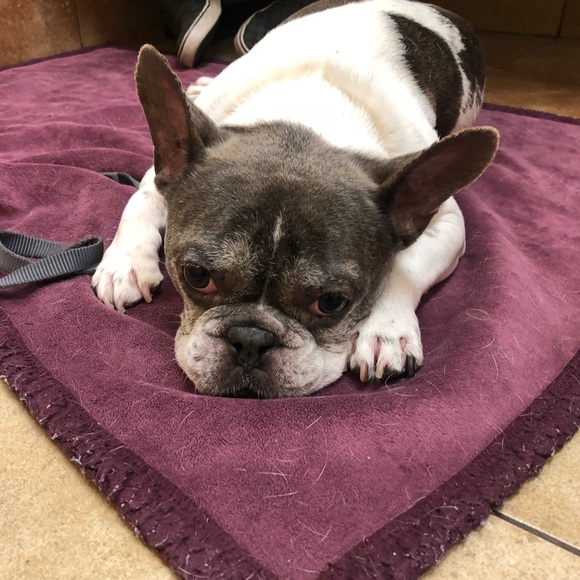 Your money buys our meds‼️‼️ THANK YOU‼️‼️😍😍 - Picture 4 of 7